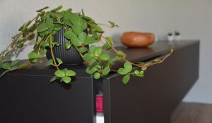 Leseno pohištvo za dnevne sobe